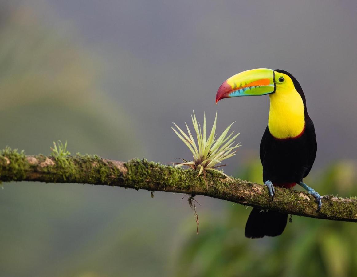 Casa Libertinn Manuel Antonio Exteriér fotografie