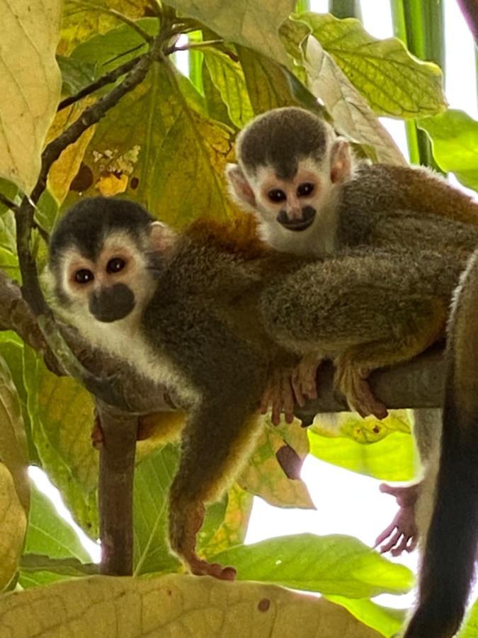 Casa Libertinn Manuel Antonio Exteriér fotografie